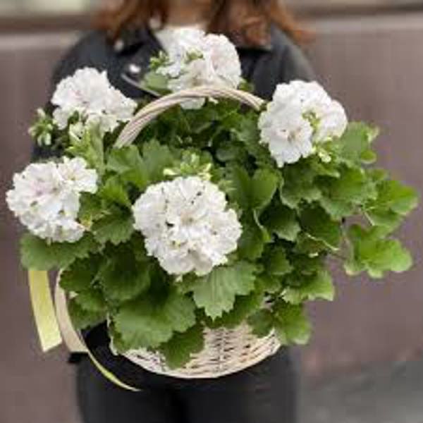 Houseplants Green Shop  Герань