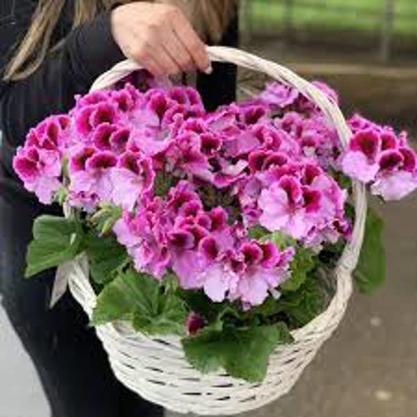 Houseplants Green Shop  Герань