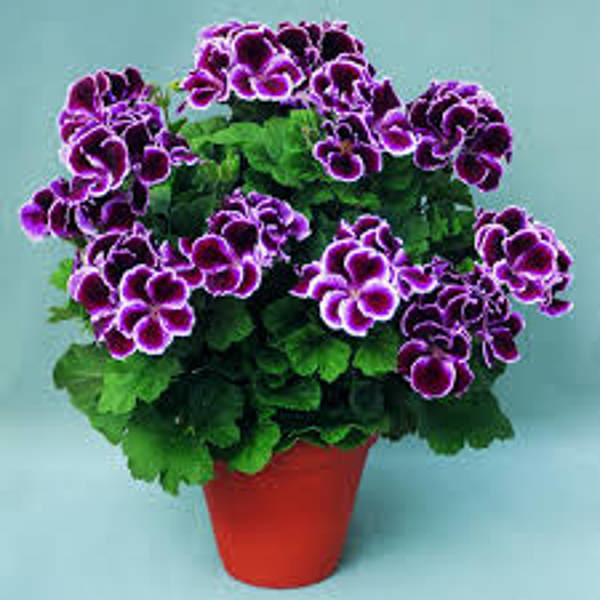 Houseplants Green Shop  Герань