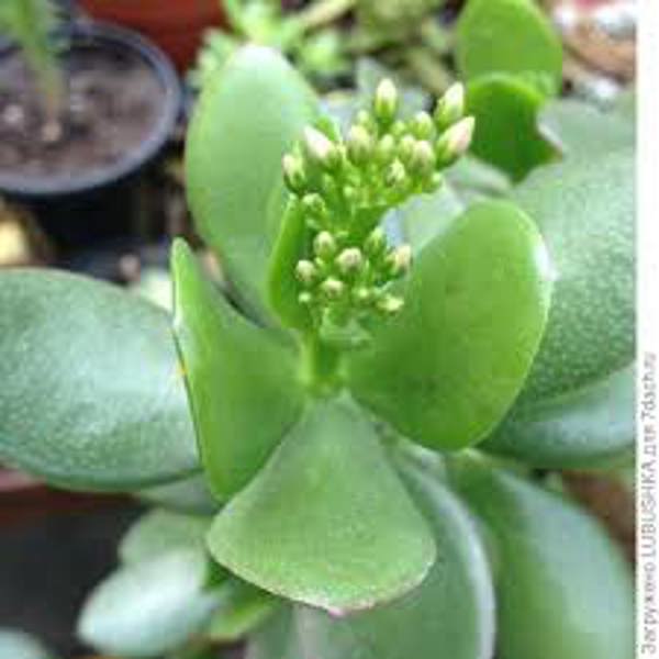 Houseplants Green Shop  Крассула
