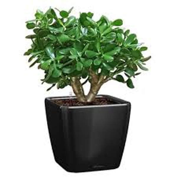 Houseplants Green Shop  Крассула