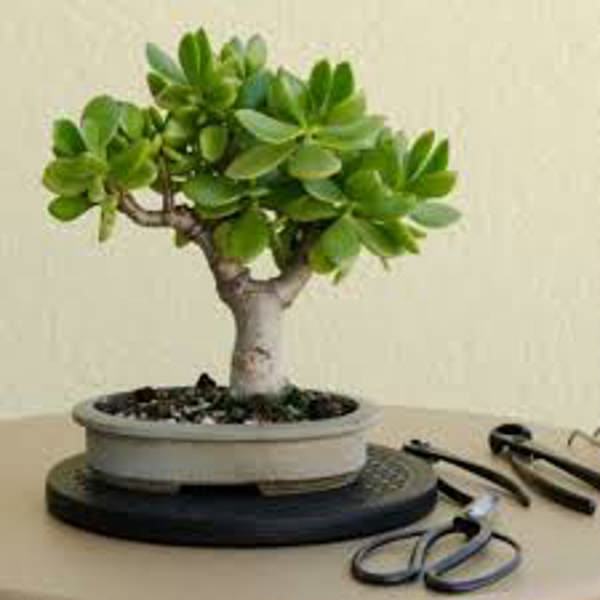 Houseplants Green Shop  Крассула