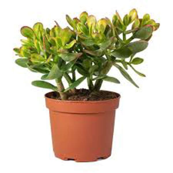 Houseplants Green Shop  Крассула