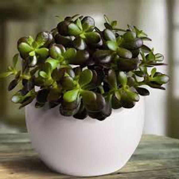 Houseplants Green Shop  Крассула