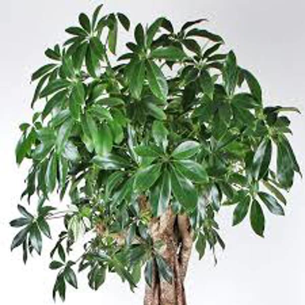 Houseplants Green Shop  Шефлера
