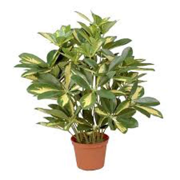 Houseplants Green Shop  Шефлера