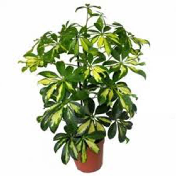 Houseplants Green Shop  Шефлера