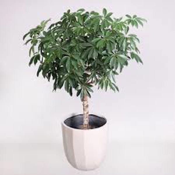 Houseplants Green Shop  Шефлера