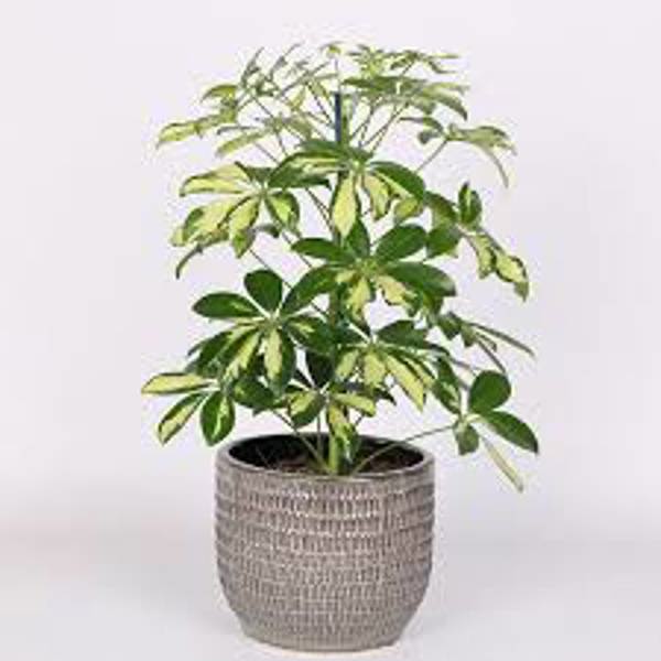 Houseplants Green Shop  Шефлера