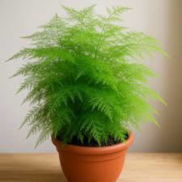 Houseplants Green Shop  Аспарагус