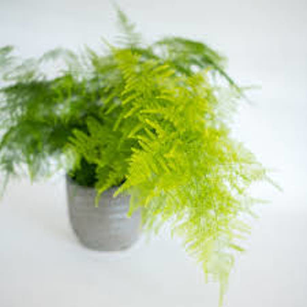 Houseplants Green Shop  Аспарагус