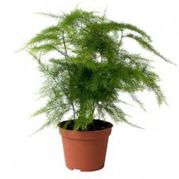 Houseplants Green Shop  Аспарагус