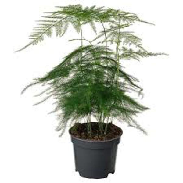 Houseplants Green Shop  Аспарагус