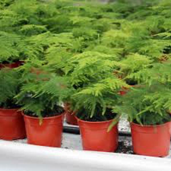 Houseplants Green Shop  Аспарагус