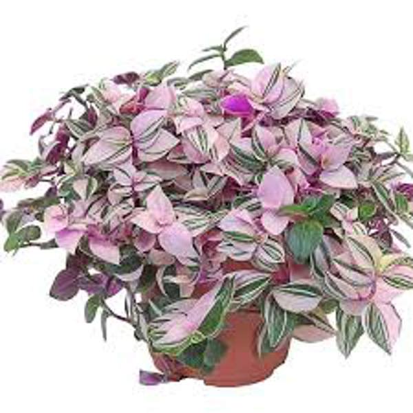 Houseplants Green Shop  Традесканция