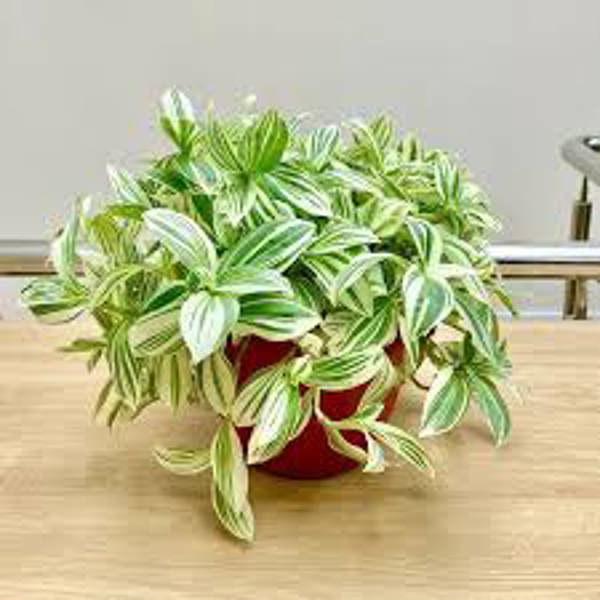 Houseplants Green Shop  Традесканция