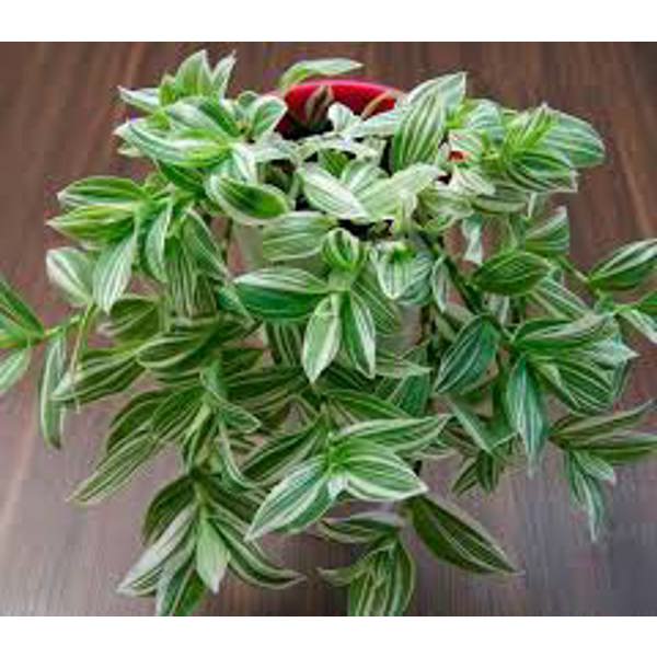 Houseplants Green Shop  Традесканция