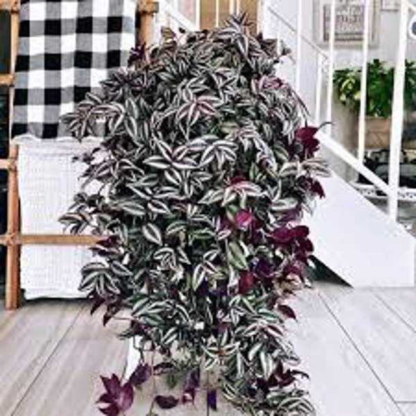 Houseplants Green Shop  Традесканция