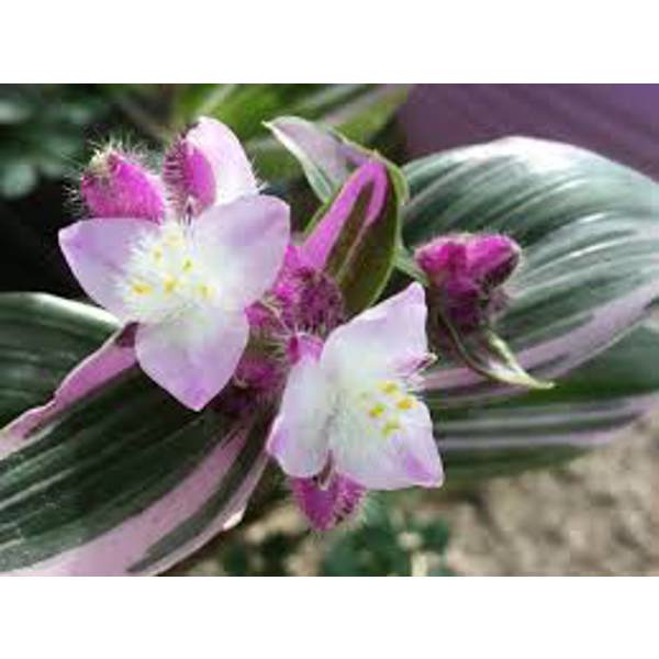 Houseplants Green Shop  Традесканция