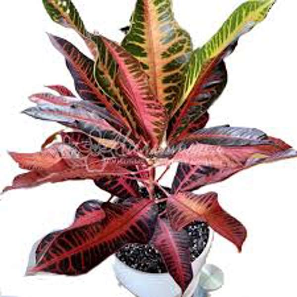 Houseplants Green Shop  Кротон