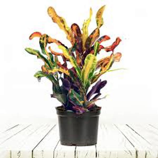 Houseplants Green Shop  Кротон