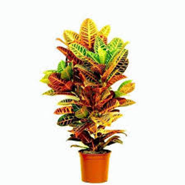 Houseplants Green Shop  Кротон