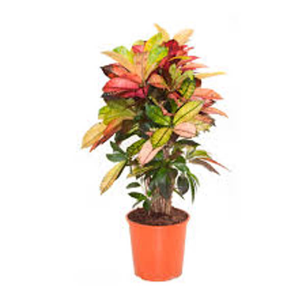 Houseplants Green Shop  Кротон