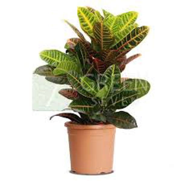 Houseplants Green Shop  Кротон