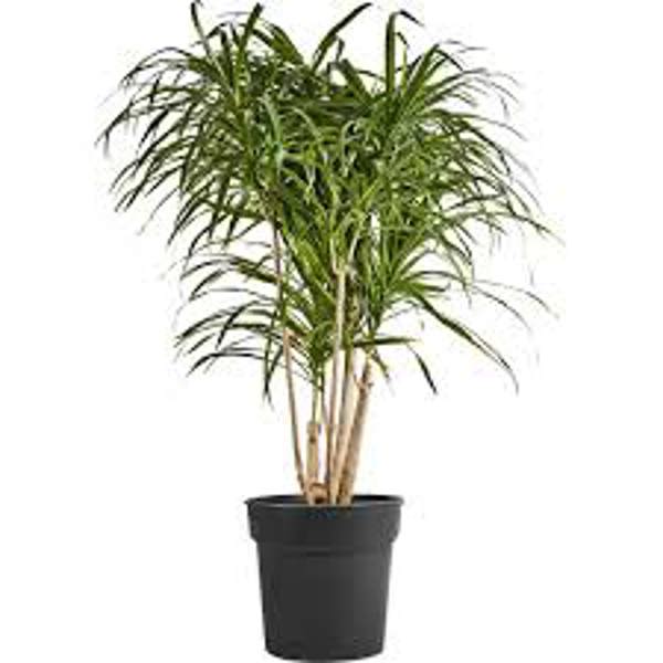 Houseplants Green Shop  Драцена