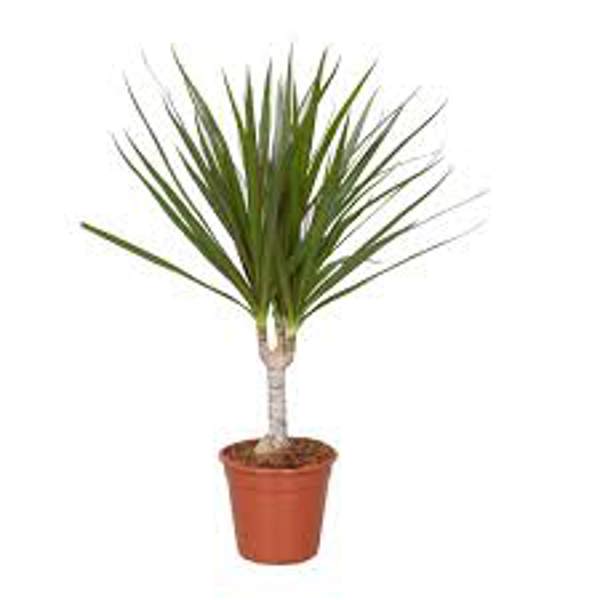 Houseplants Green Shop  Драцена
