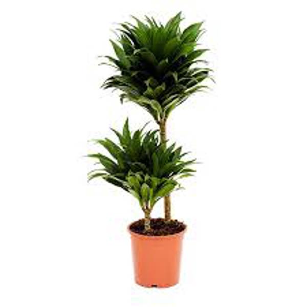Houseplants Green Shop  Драцена