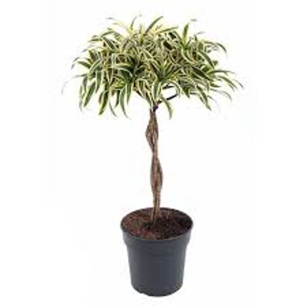 Houseplants Green Shop  Драцена