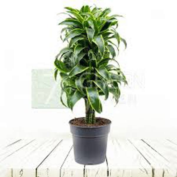 Houseplants Green Shop  Драцена
