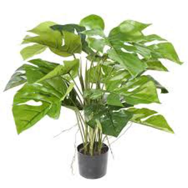 Houseplants Green Shop  Монстера