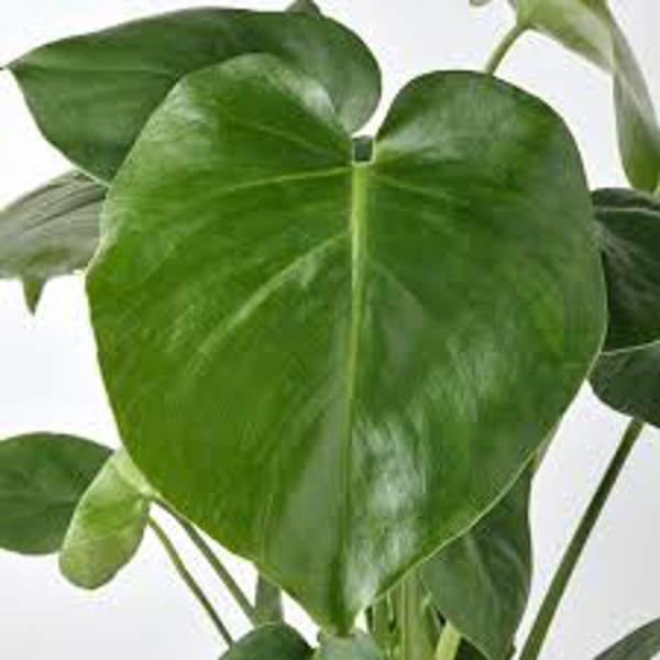 Houseplants Green Shop  Монстера