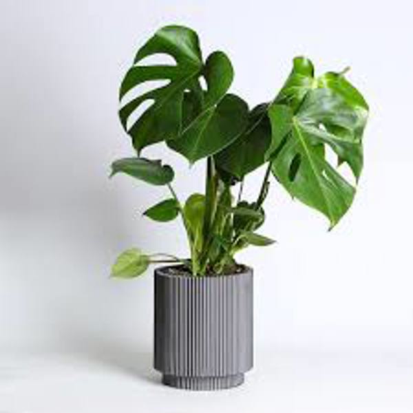 Houseplants Green Shop  Монстера