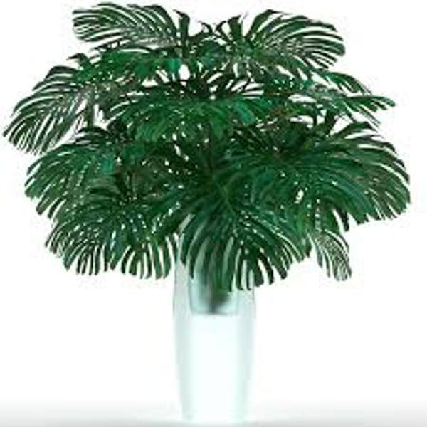 Houseplants Green Shop  Монстера
