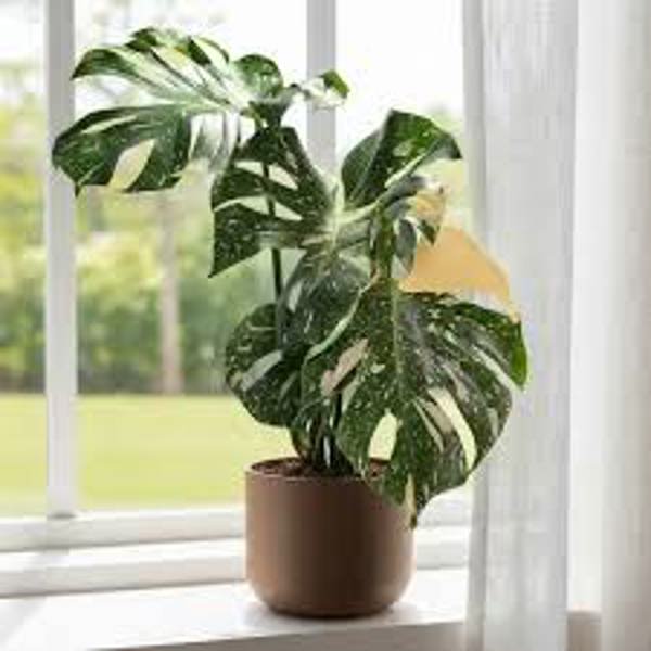 Houseplants Green Shop  Монстера