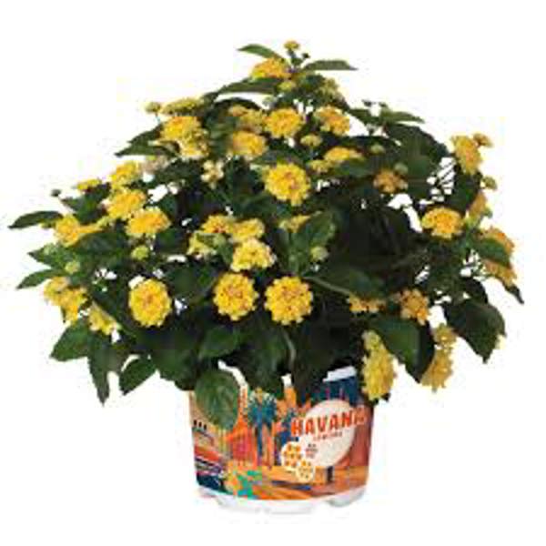 Houseplants Green Shop  Лантана