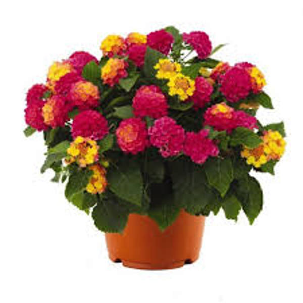 Houseplants Green Shop  Лантана