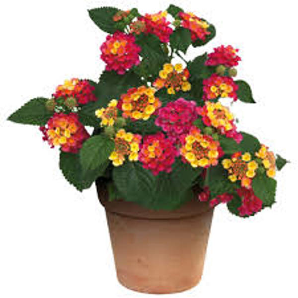 Houseplants Green Shop  Лантана