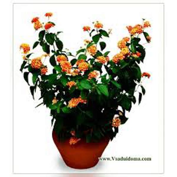 Houseplants Green Shop  Лантана