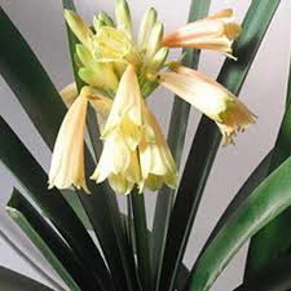 Houseplants Green Shop  Кливия