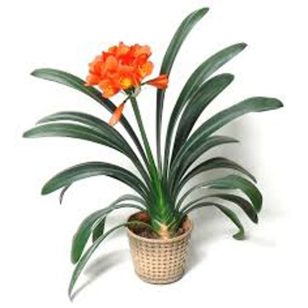 Houseplants Green Shop  Кливия