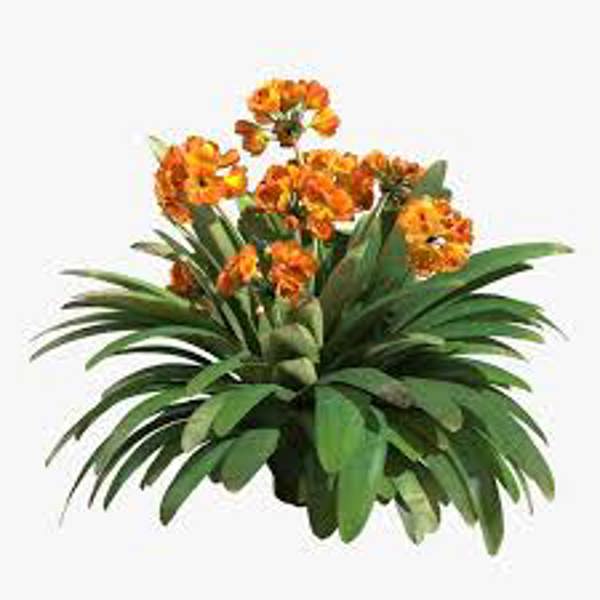 Houseplants Green Shop  Кливия