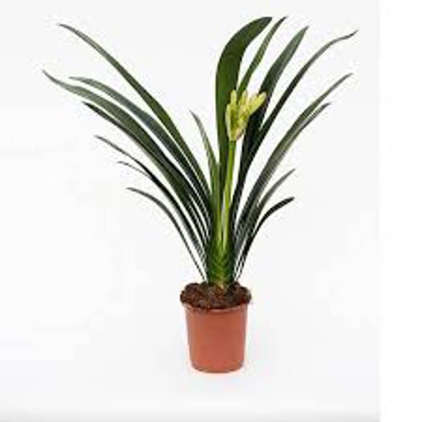 Houseplants Green Shop  Кливия