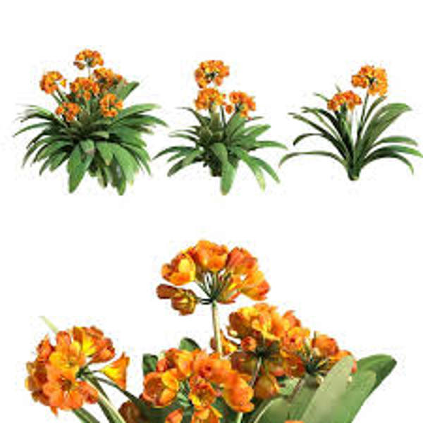 Houseplants Green Shop  Кливия