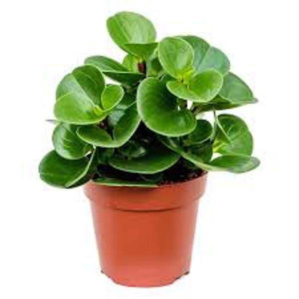 Houseplants Green Shop  Пеперомия