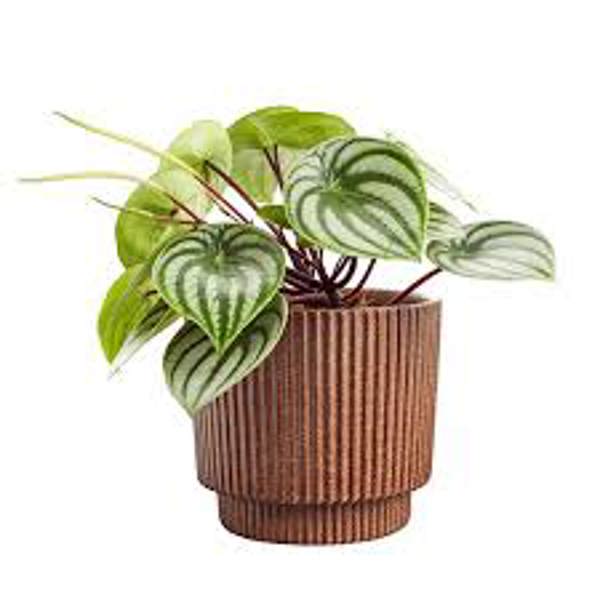 Houseplants Green Shop  Пеперомия
