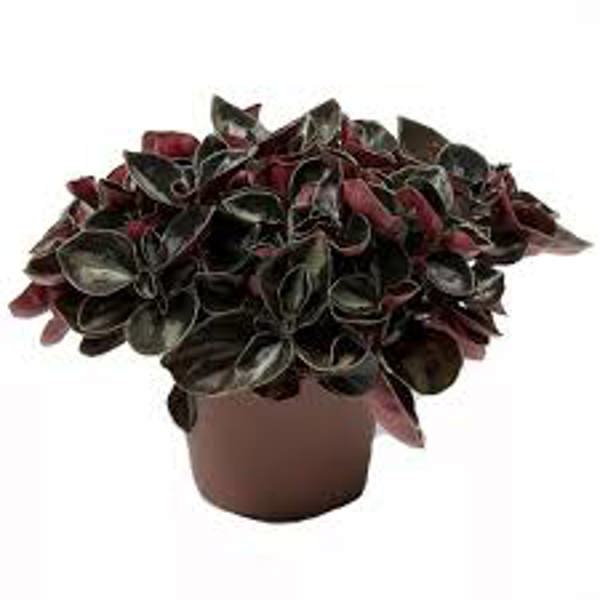 Houseplants Green Shop  Пеперомия